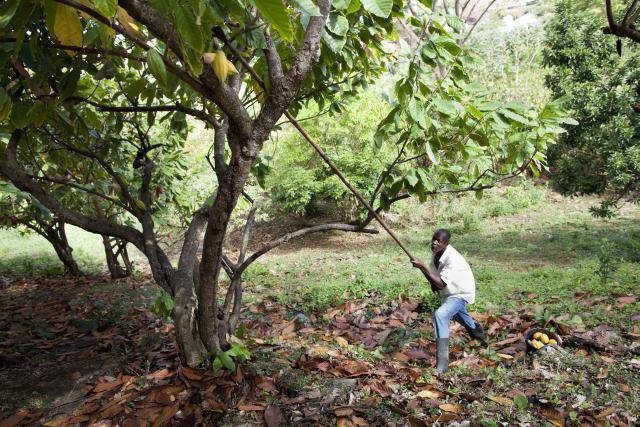 Rococo Chocolates and Grenada Chocolate Company