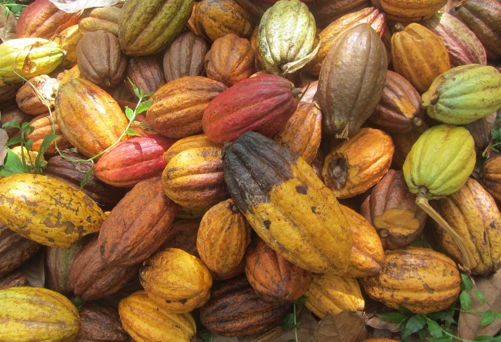 Growing Cocoa